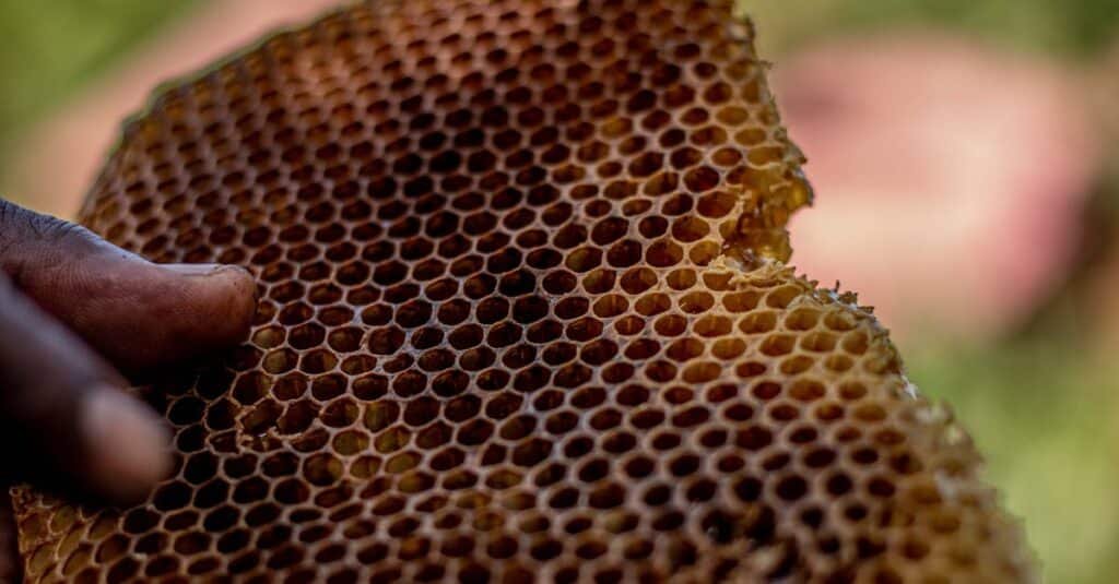 Detailed macro view of a honeycomb held by a hand, focusing on beekeeping.