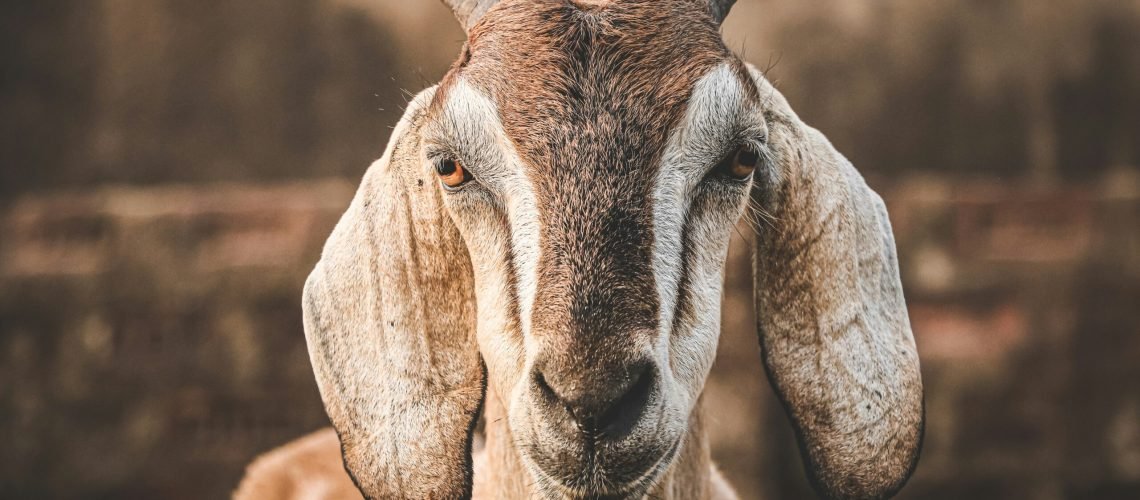 marwan-ahmed-_e_fe1OF-AI-unsplash