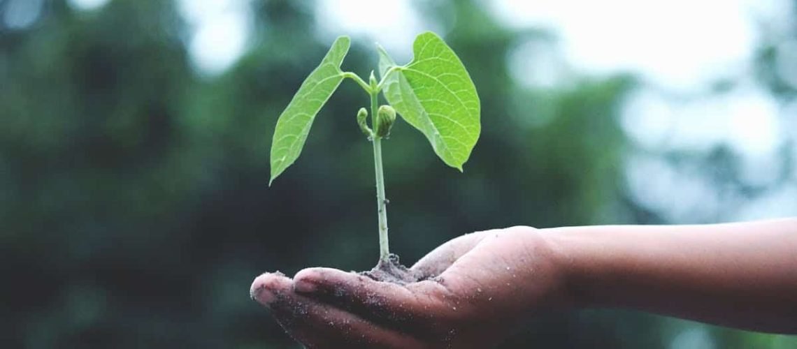 A young sapling held in hands symbolizes growth and sustainability.